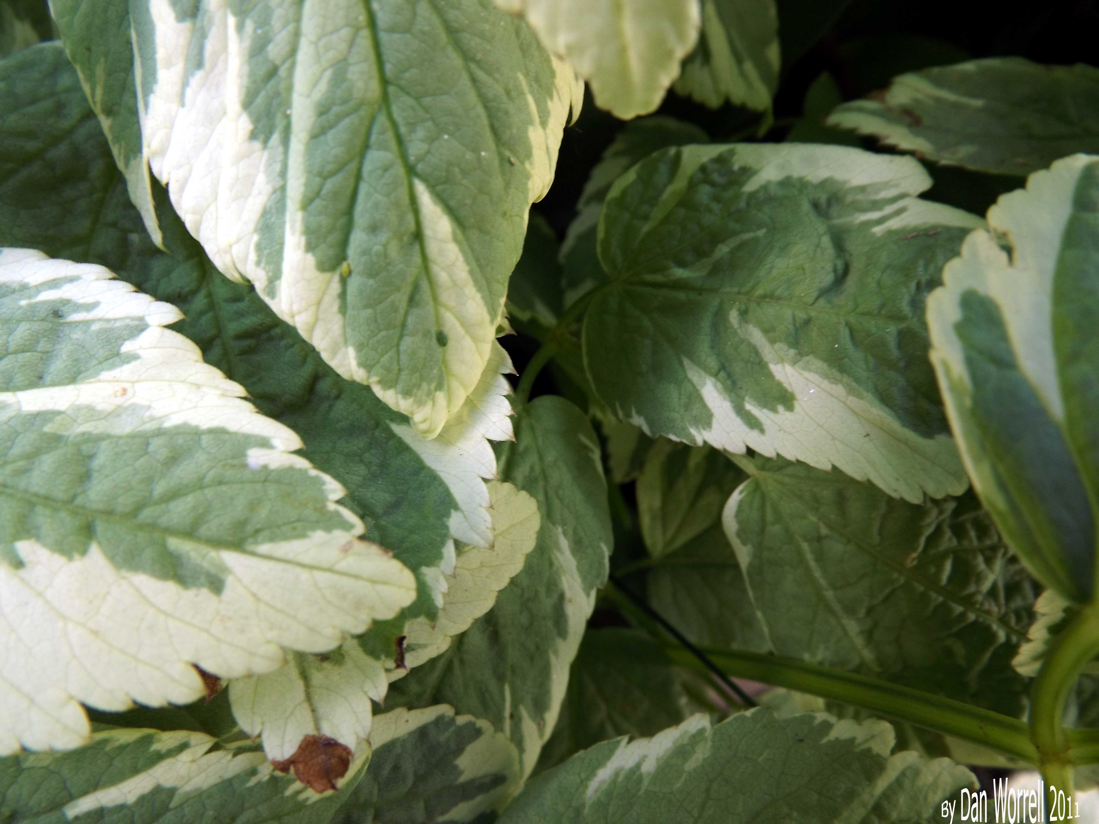 Leaf3