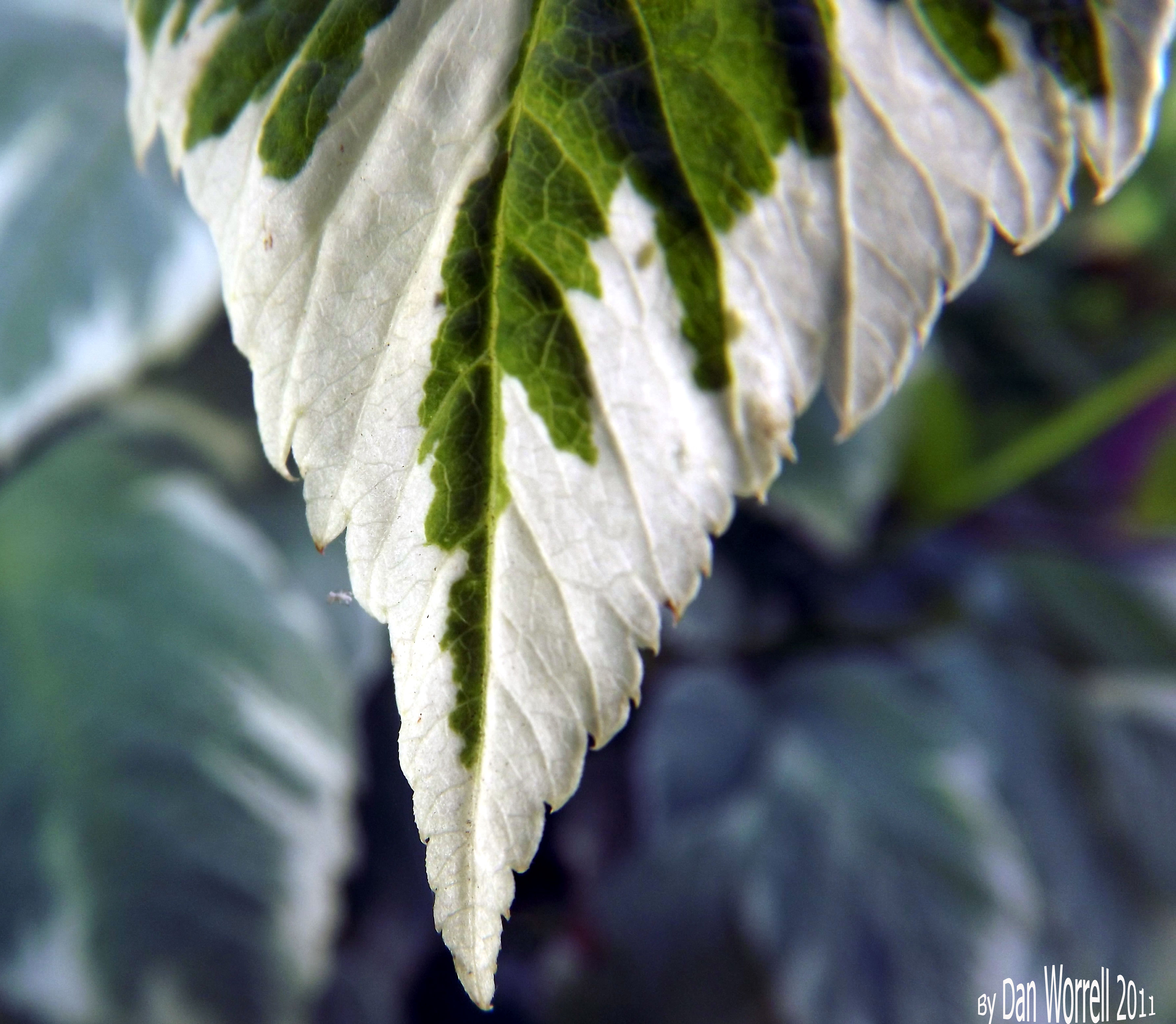Leaf4
