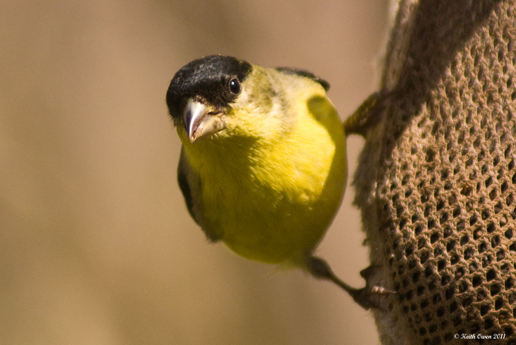 Lesser Goldfinch