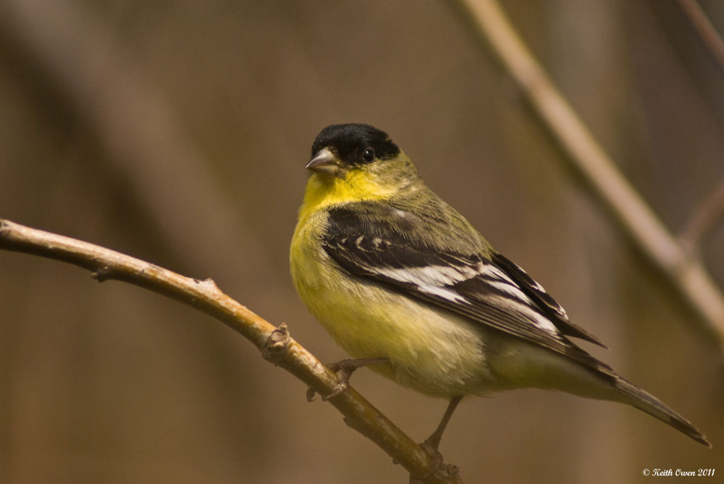Lesser Goldfinch