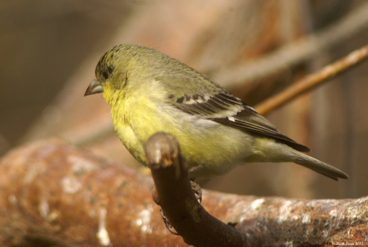 Lesser Goldfinch