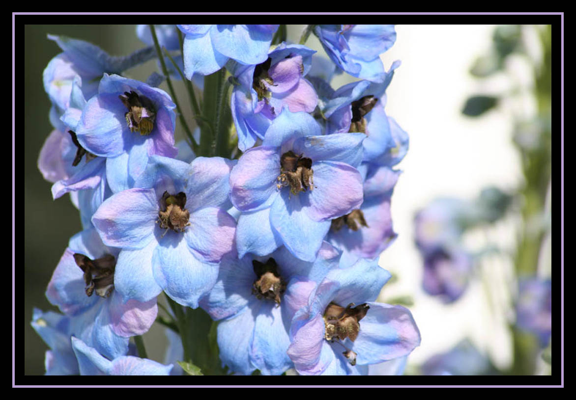 Light Blue and Other Interesting Colors!