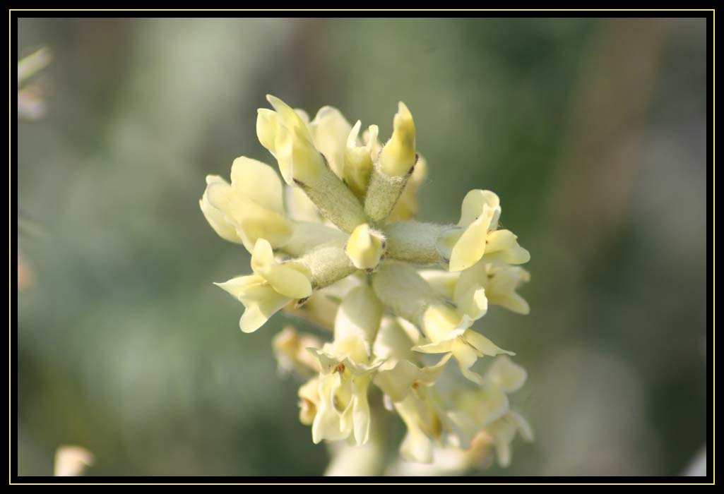 Lightly Yellow