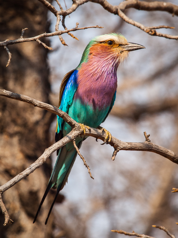 Lilac breasted Roller