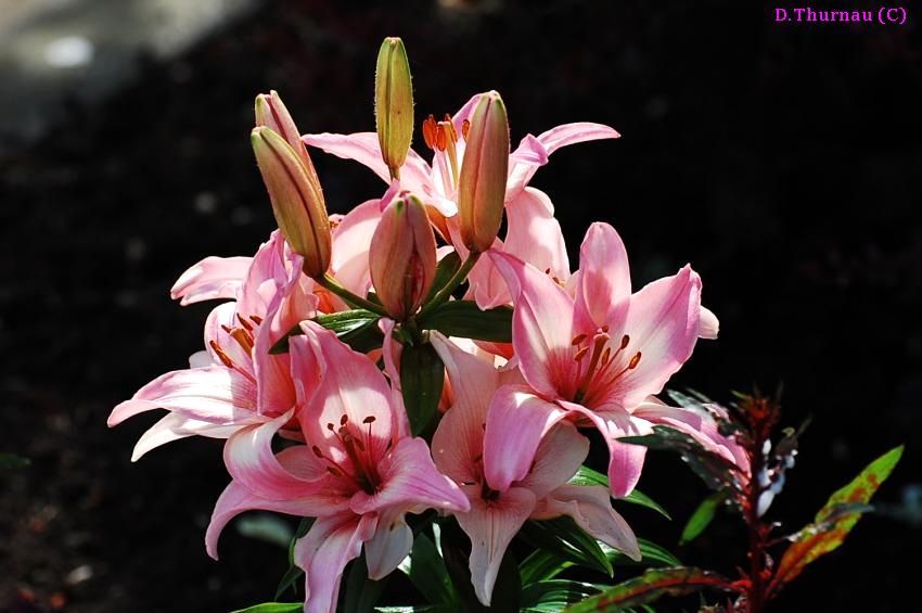 lilium