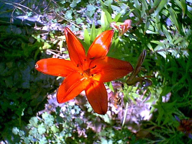 Lilly