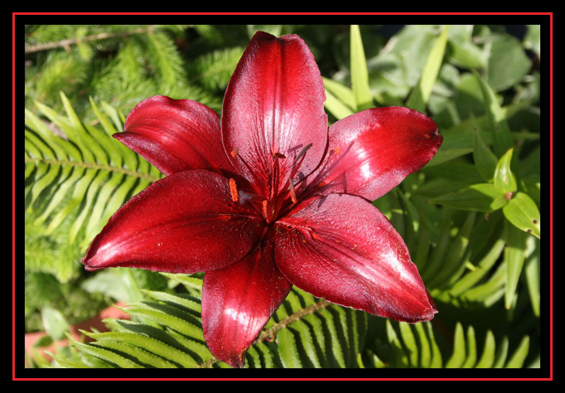 Lilly