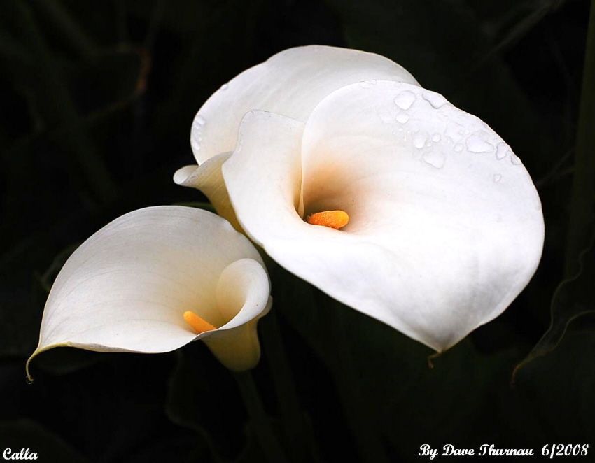 Lily