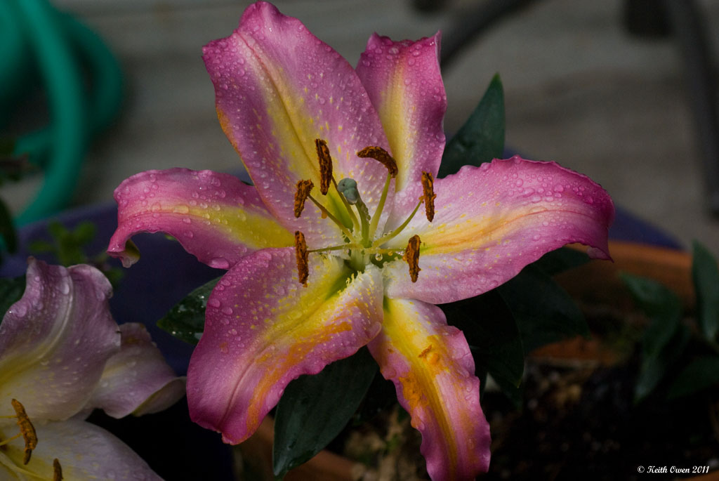 Lily
