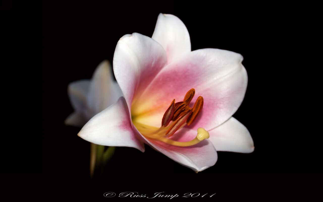 Lily