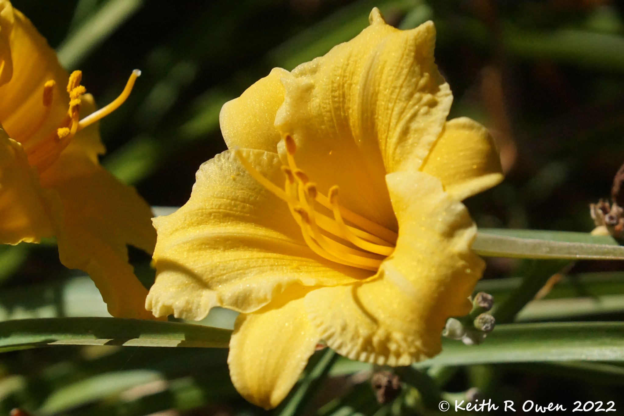 Lily