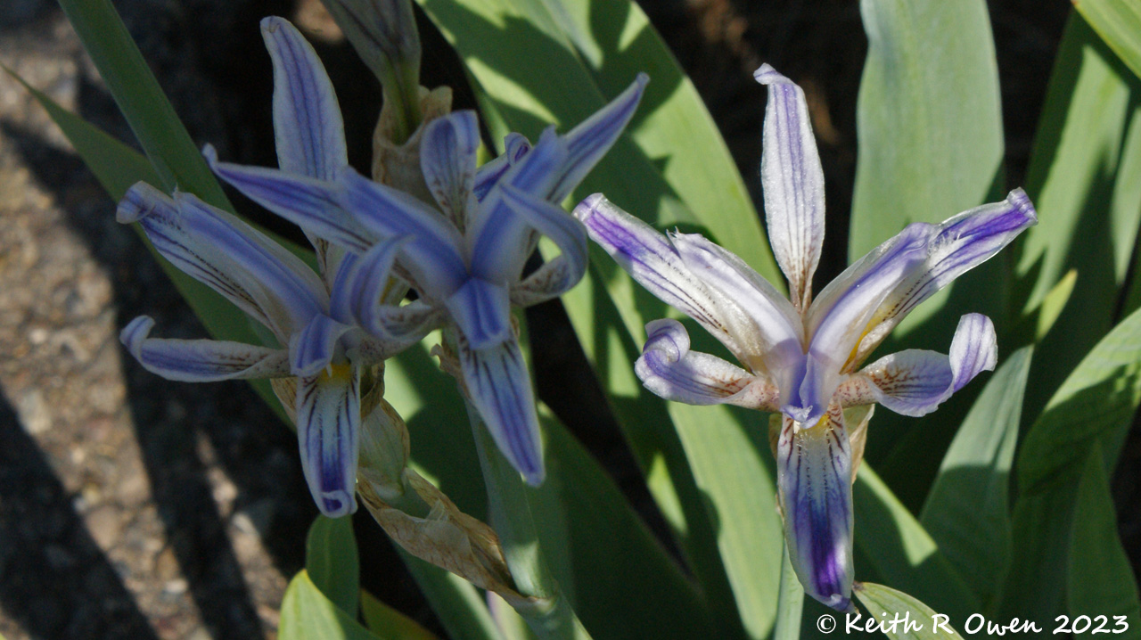 Lily