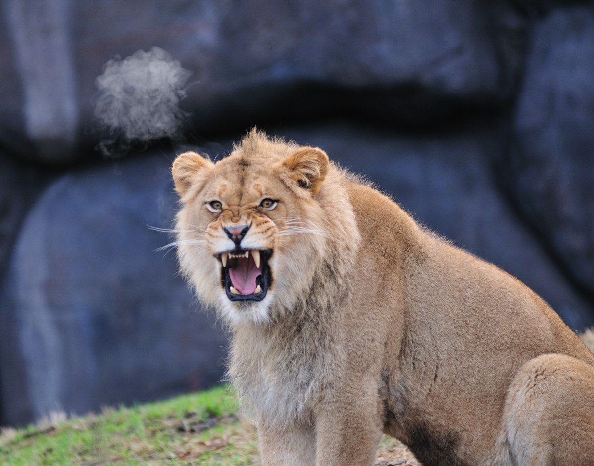 Lion's Breath