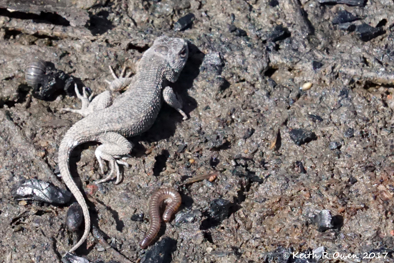 Lizard