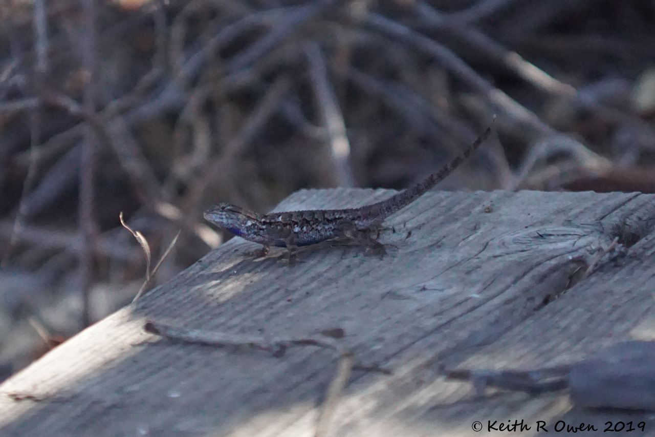 Lizard