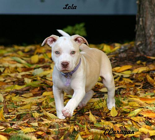 Lola
