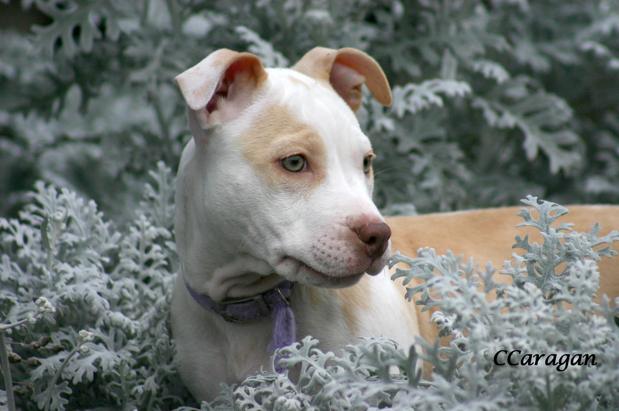 Lola120608_165
