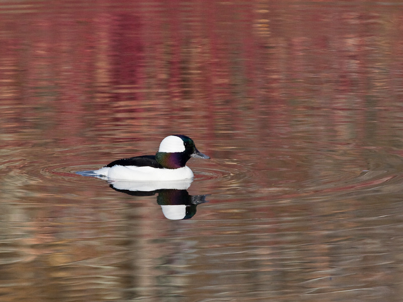 Lone Duck