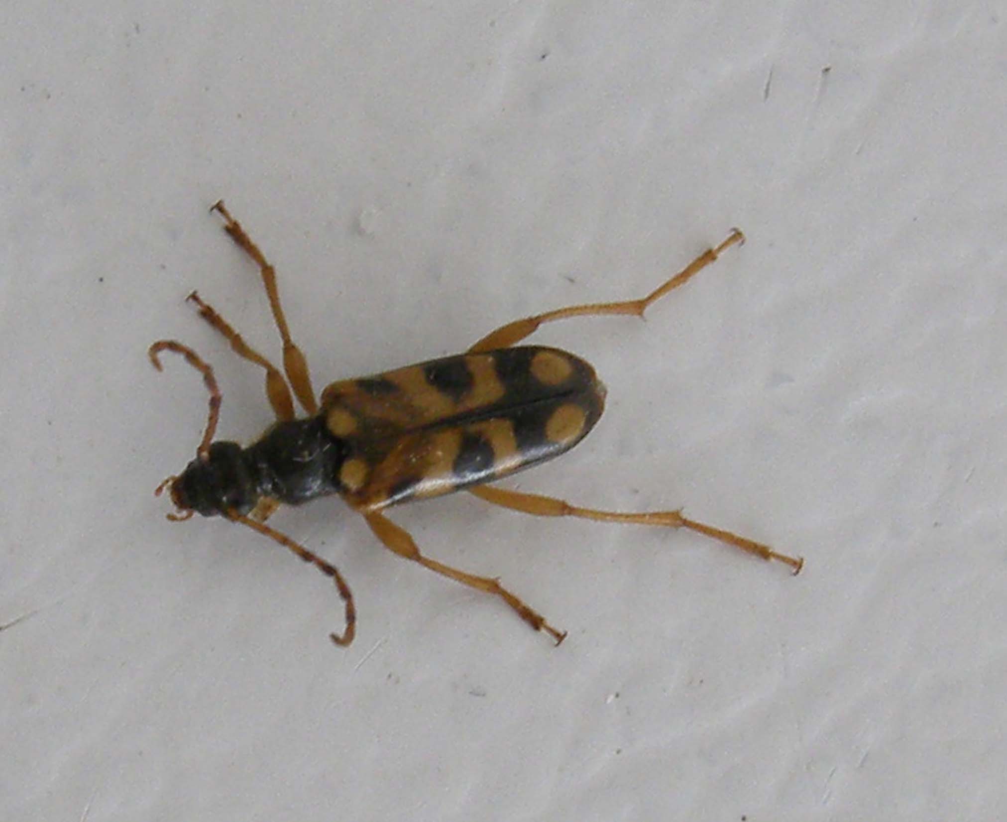 Longhorn Beetle