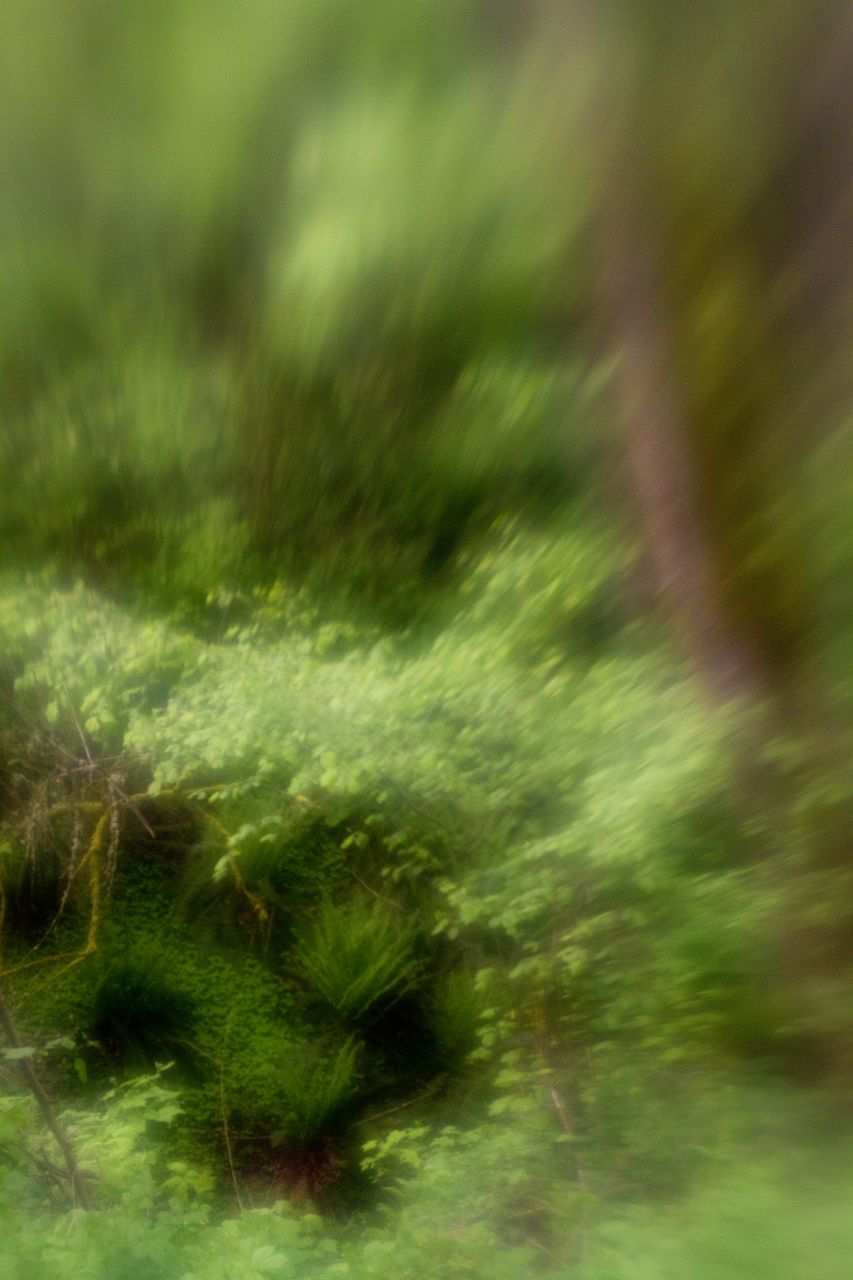 Look carefully and you might see Elvenking.