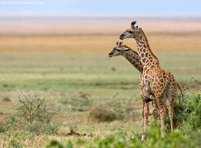 Looking Ahead