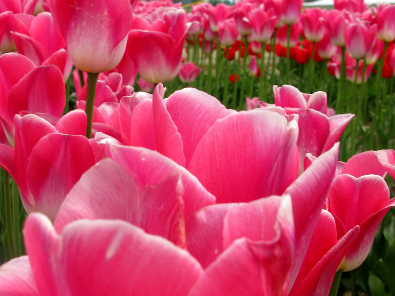 Lots of Pink
