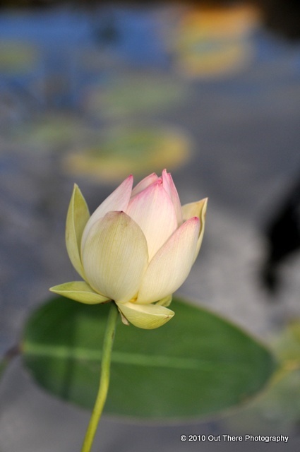 Lotus Flower