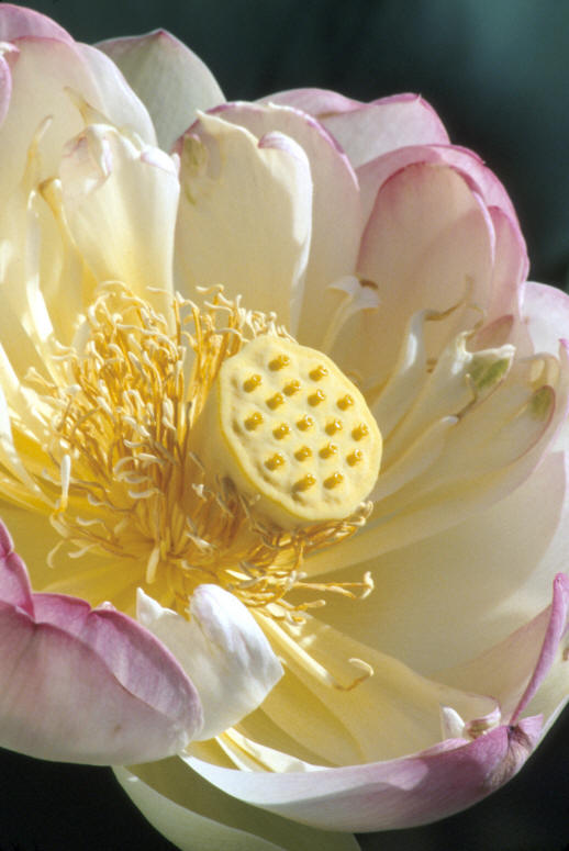 Lotus Flower