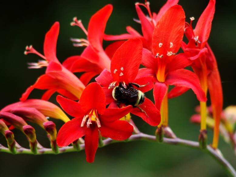Lucifer Flower