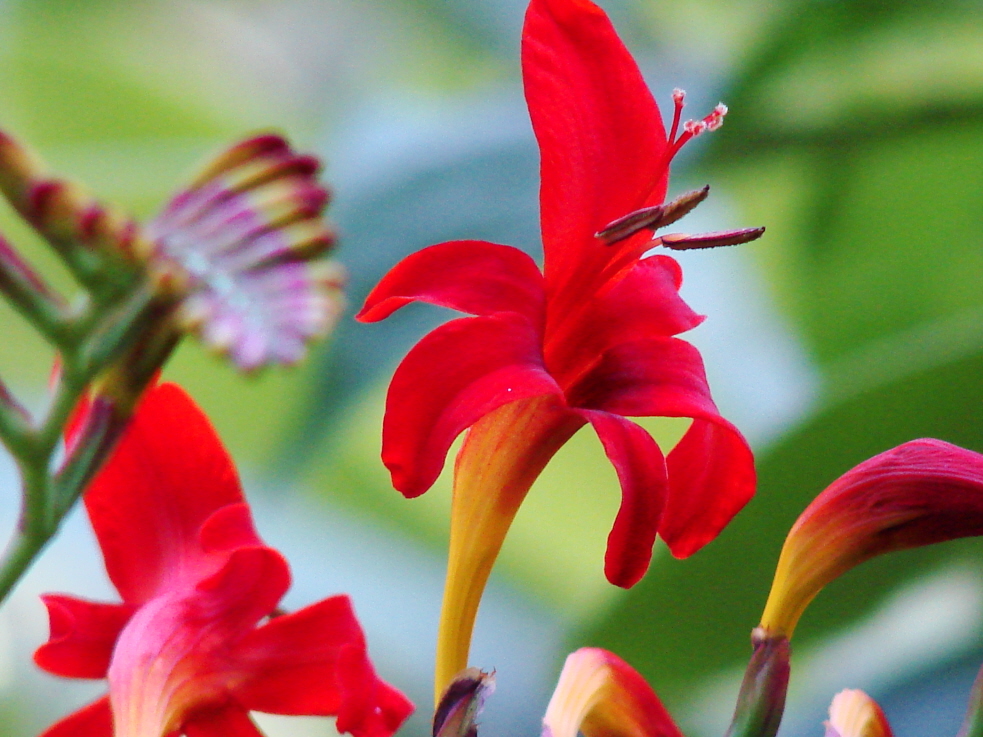 Lucifer Flower
