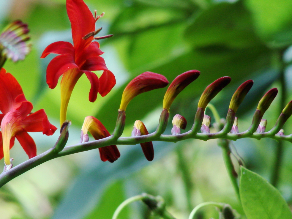 Lucifer Flower