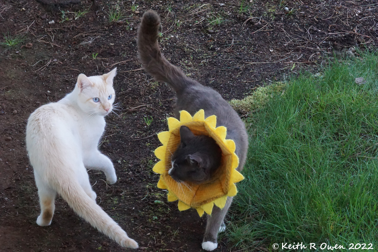 Lucky & Tommy