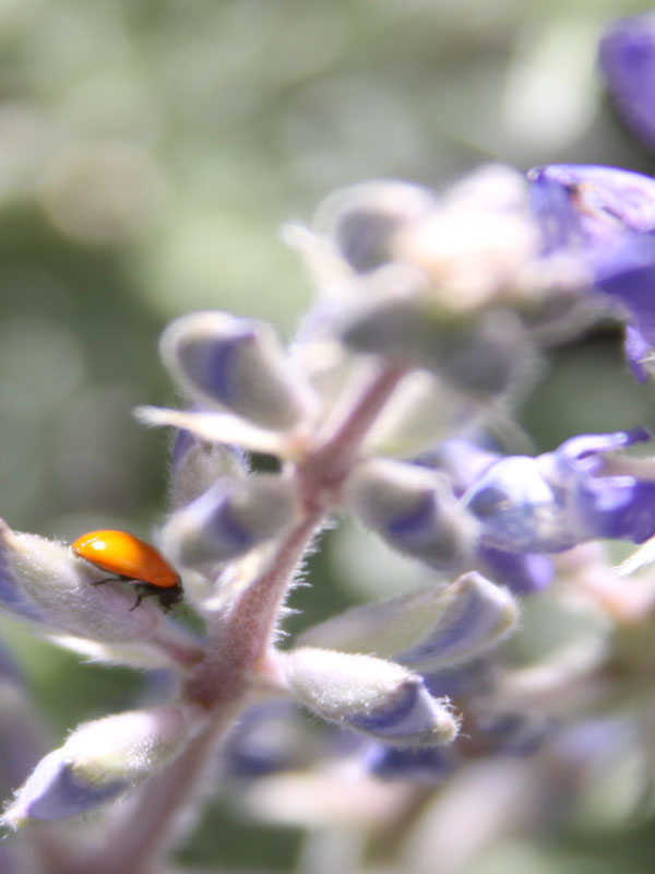 Lupine and Ladybug