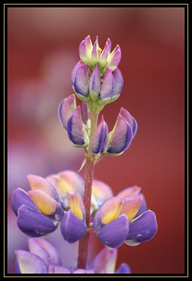 Lupine Close-up