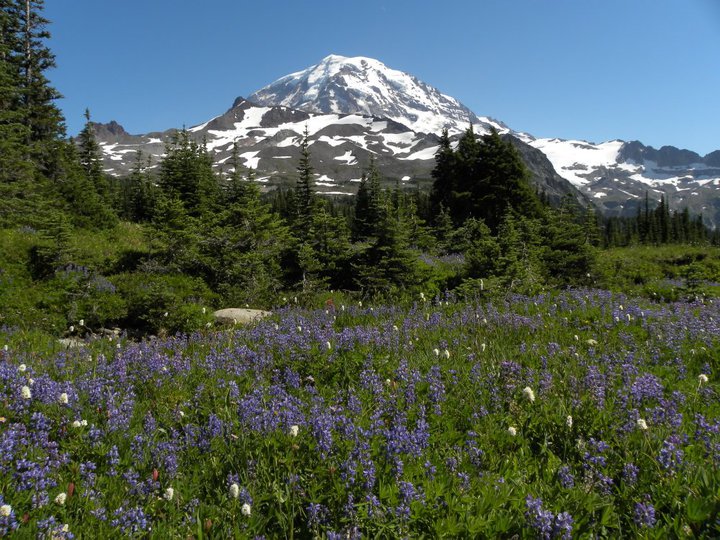 Lupine in Spray Park