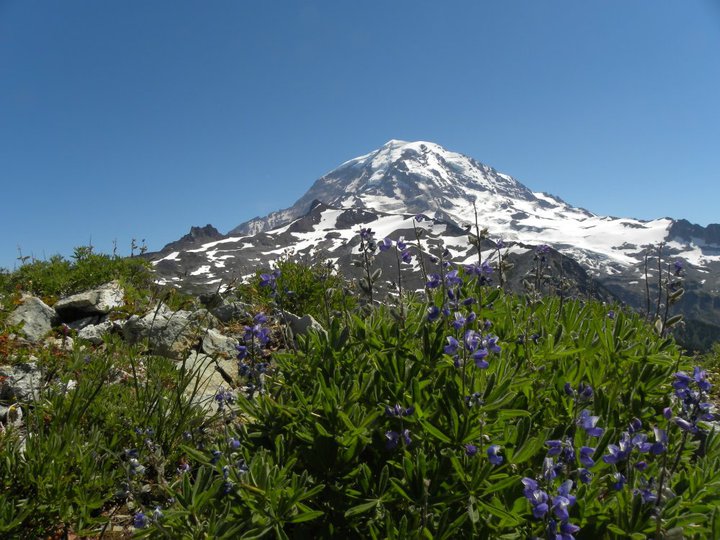 Lupine near Hessong Rock