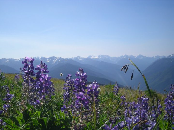 Lupine on Hurricane Ridge