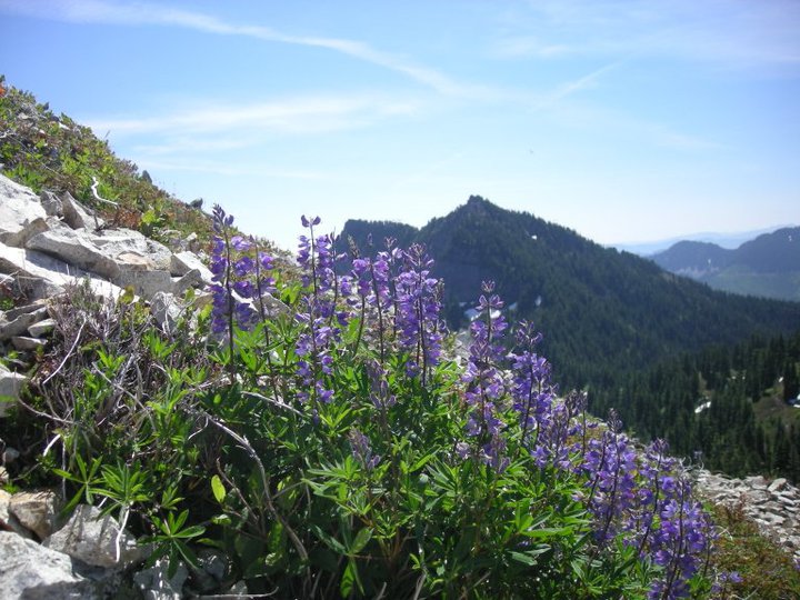 Lupine on Silver Peak