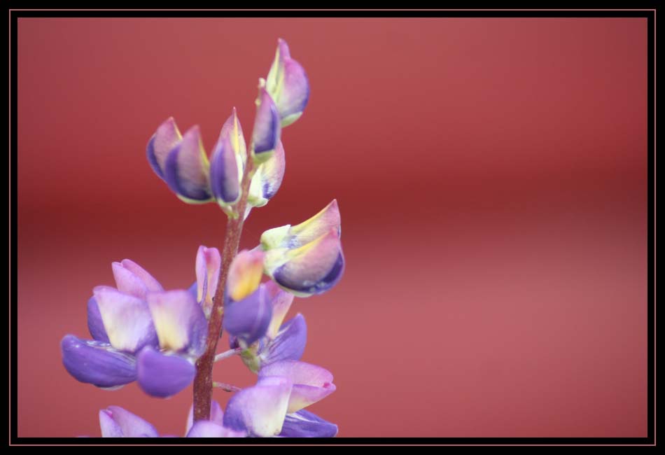 Lupine - Purple