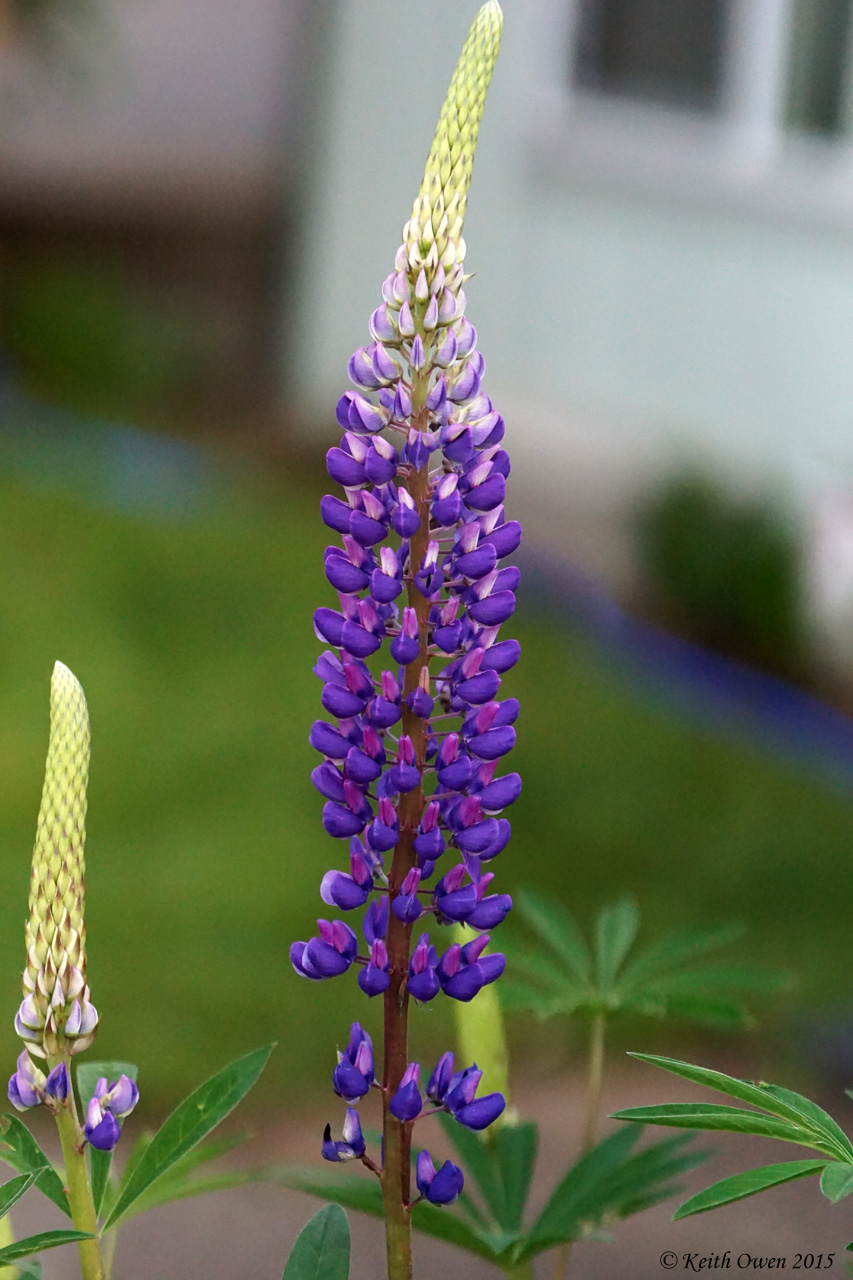 Lupine