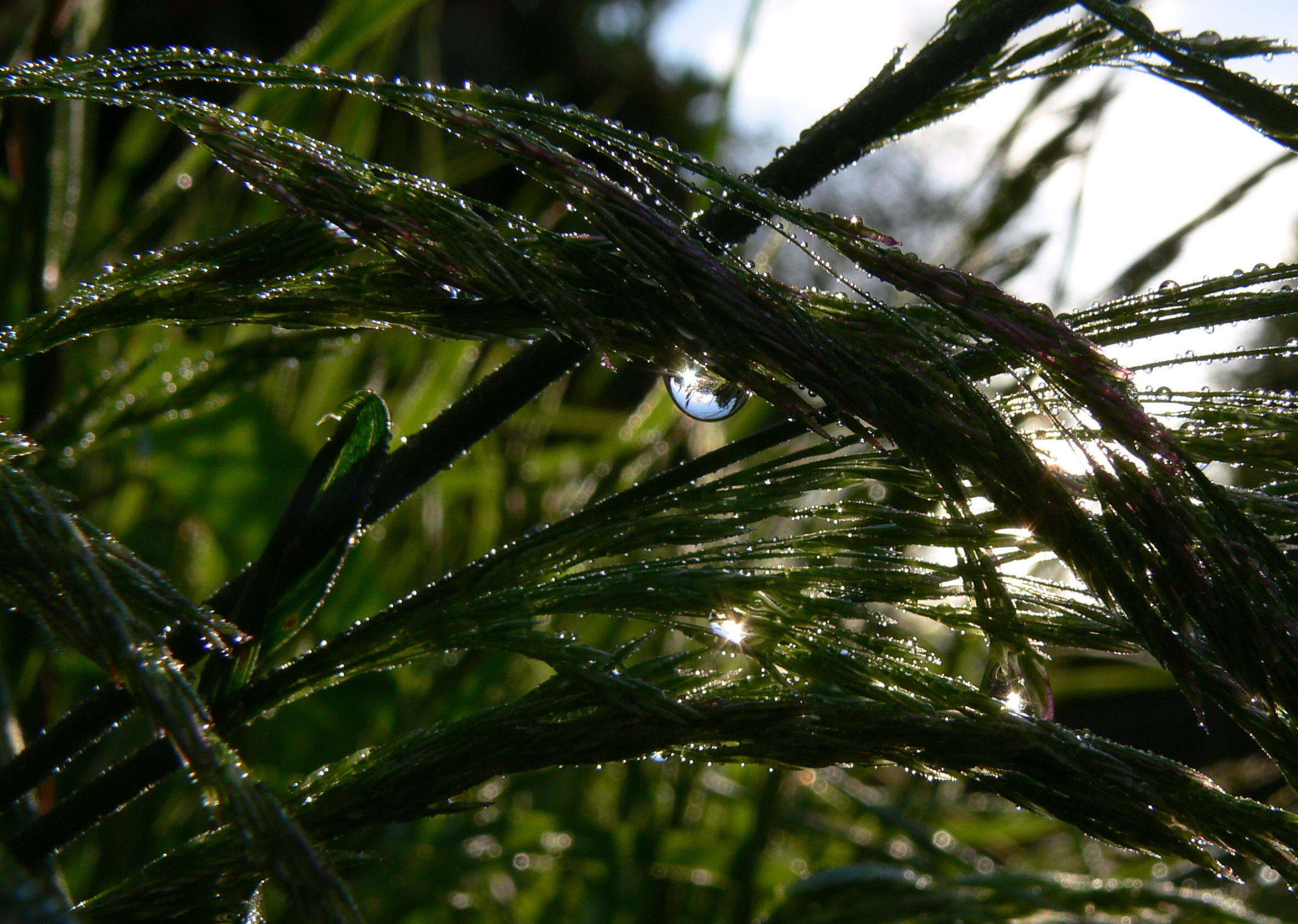 macro