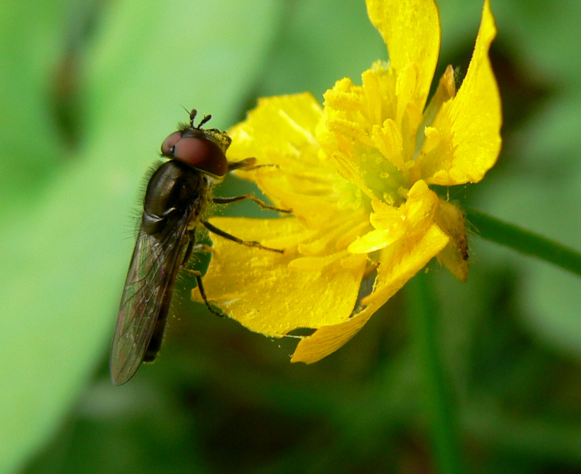 macro