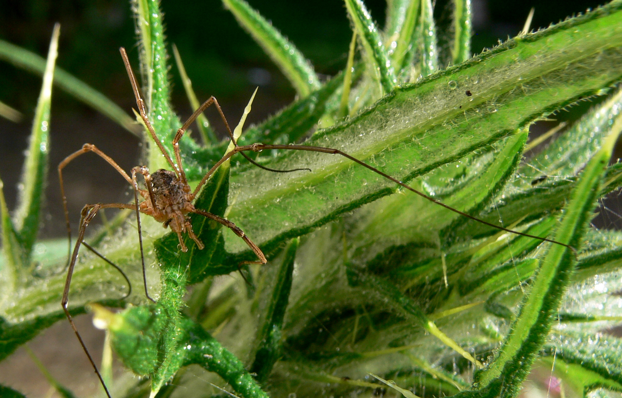 macro