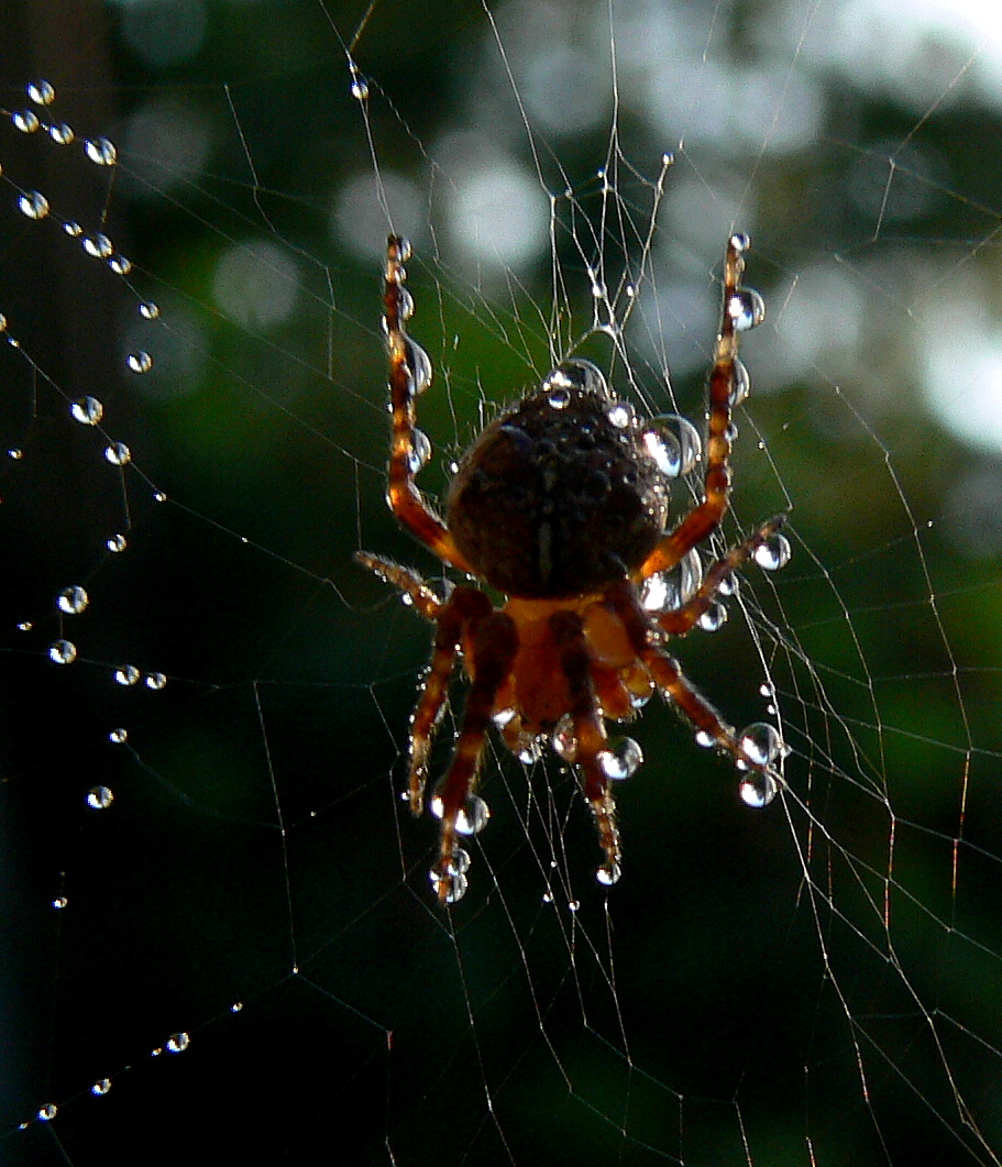 macro