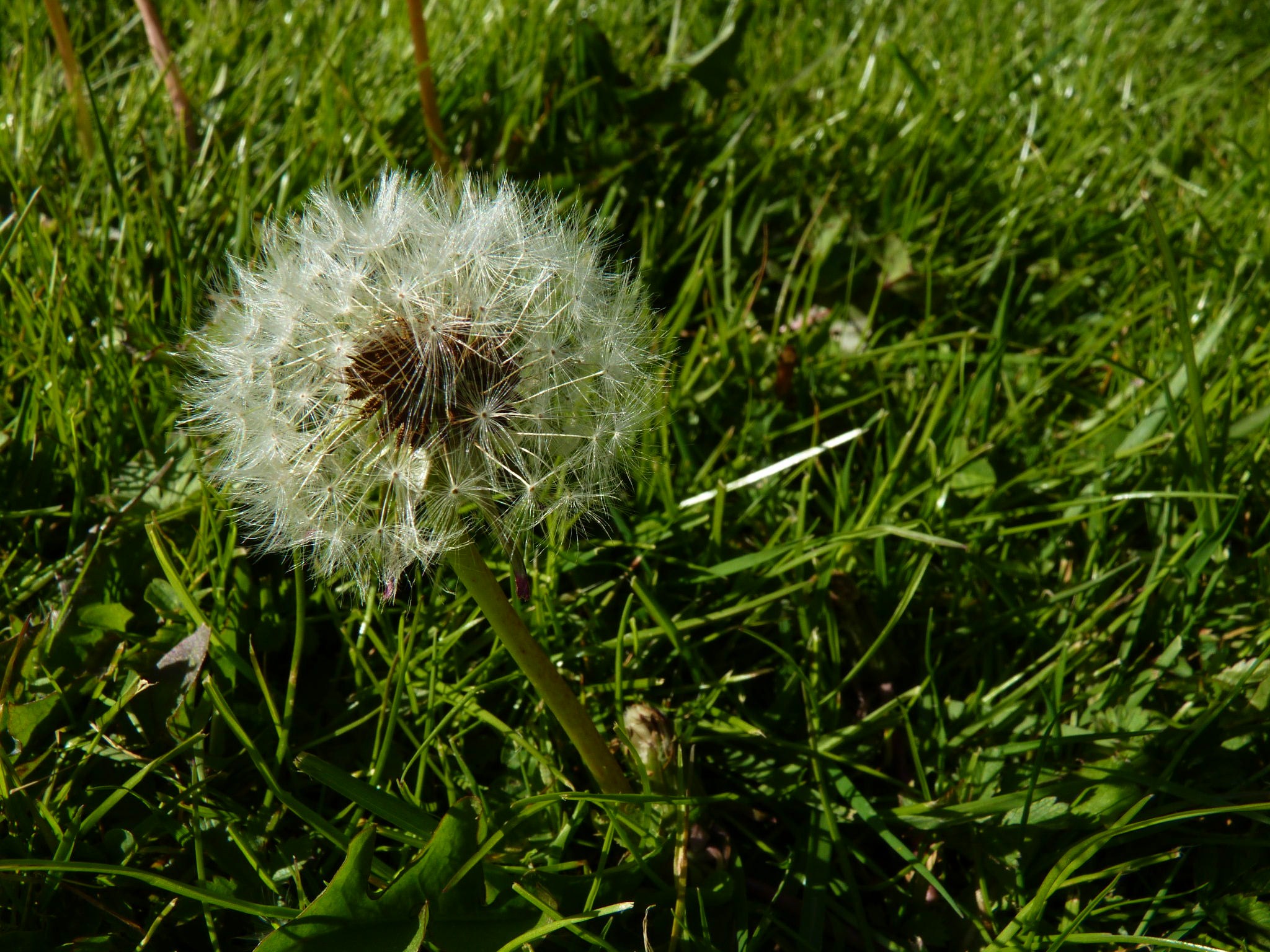 Make A Wish