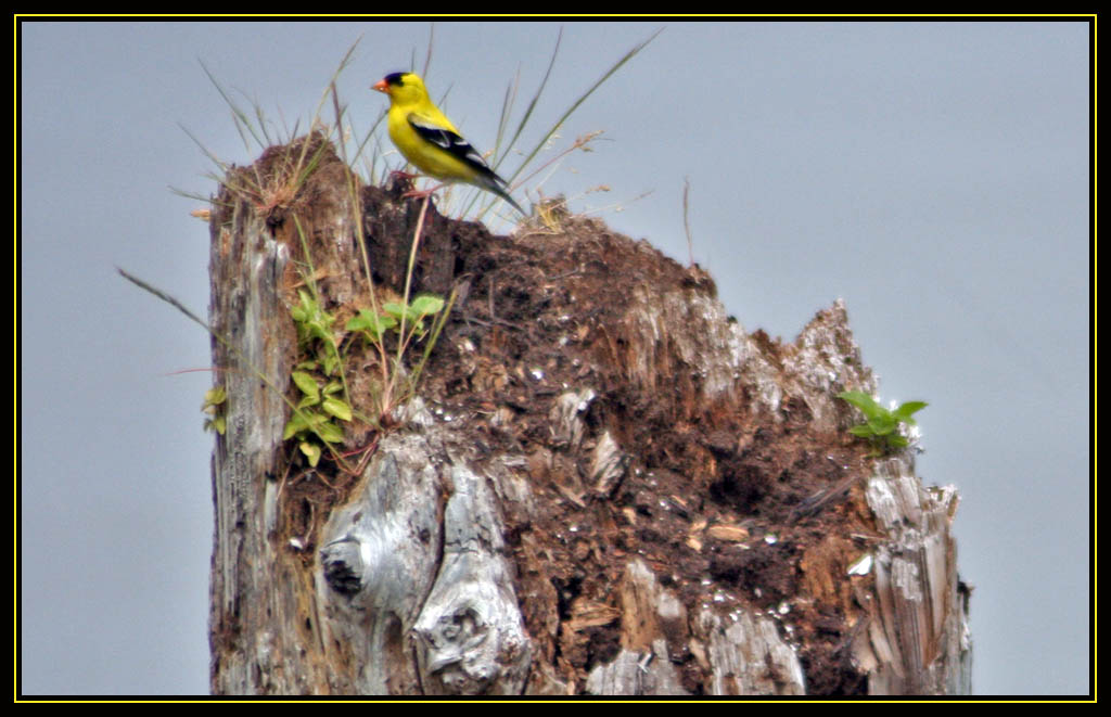 Male American Goldfinch