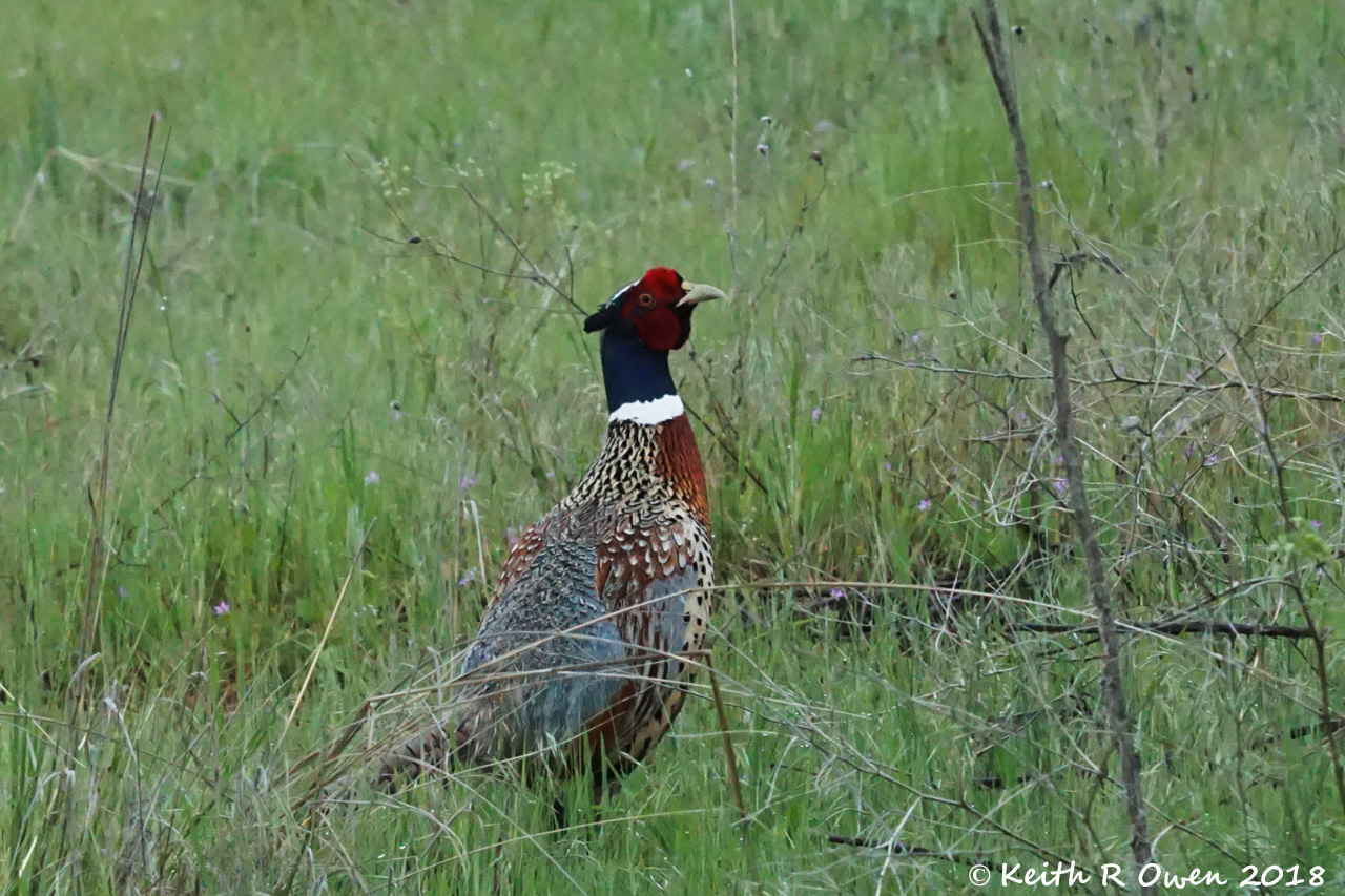 Male Ring-necked Pheasant