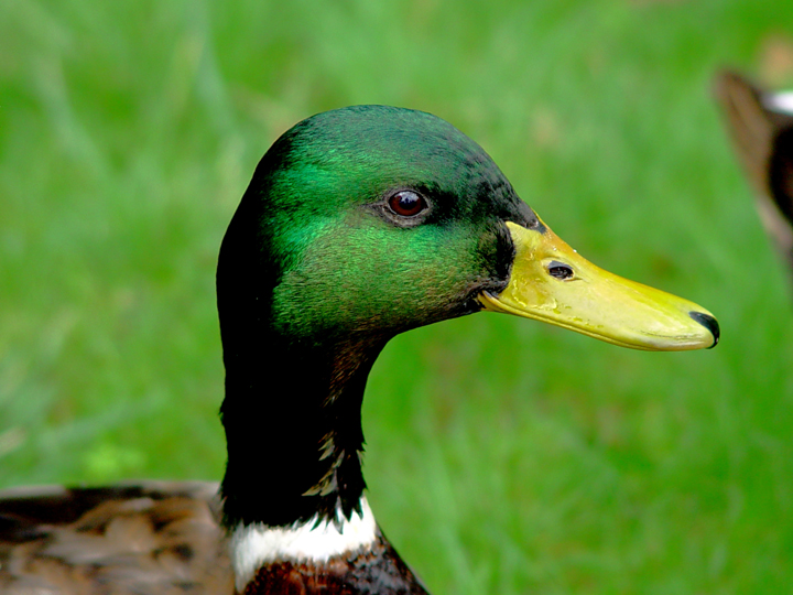 Mallard in the Park