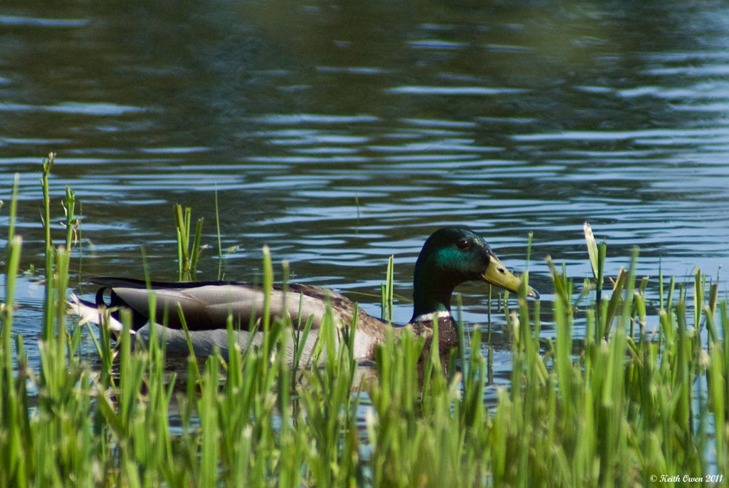 Mallard