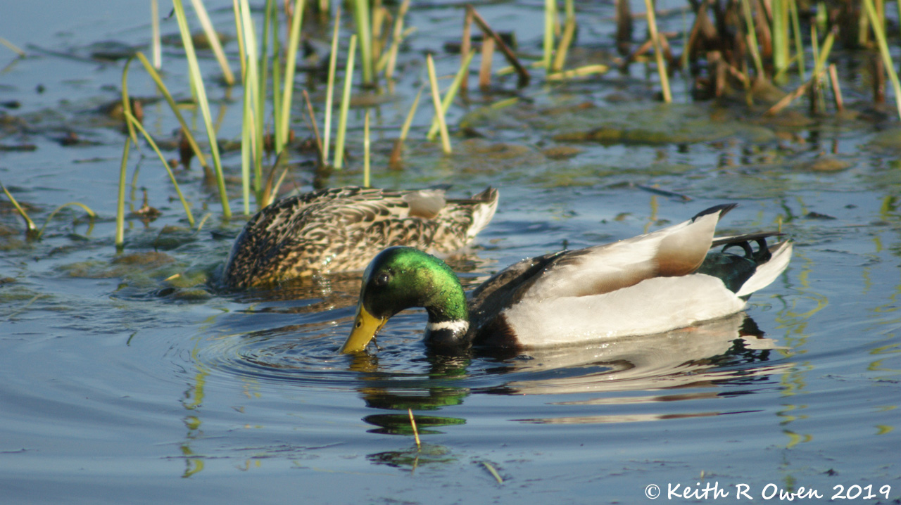 Mallards
